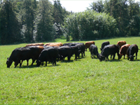 Angusherde beim Grasen