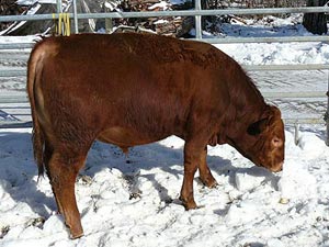 Red Iron - vielversprechender Angus- Jungstier